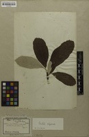 Filed as Sorbus aria (L.) Crantz [family ROSACEAE]