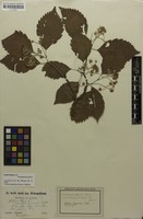 Isolectotype of Aria japonica Decne. [family ROSACEAE]
