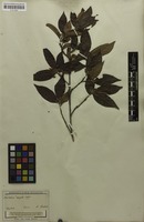 Isotype of Photinia arguta Wall. ex Lindl. [family ROSACEAE]