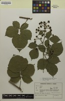Holotype of Rubus franconicus H.E.Weber [family ROSACEAE]