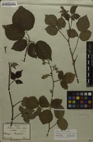 Lectotype of Rubus radula var. cordatus Sendtn. [family ROSACEAE]