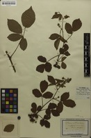 Type? of Rubus nitidus Weihe & Nees [family ROSACEAE]