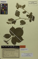Syntype of Rubus chaerophyllus Sagorski & W.Schultze ex Sagorski [family ROSACEAE]
