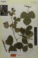 Holotype of Rubus amphimalacus H.E.Weber [family ROSACEAE]