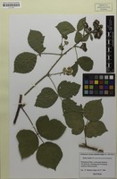 Isotype of Rubus limitis Matzk. & H.Grossh. [family ROSACEAE]