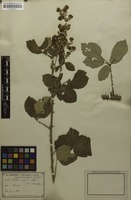 Type? of Rubus crispulus Gand.; nom. nud. [family ROSACEAE]
