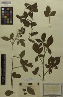 Type of Rubus vulgaris Weihe & Nees [family ROSACEAE]