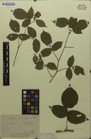 Type? of Rubus scabriformis Sudre [family ROSACEAE]
