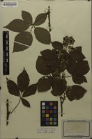 Type of Rubus rhombifolius Weihe ex Boenn. [family ROSACEAE]