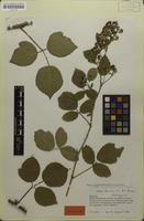 Holotype of Rubus oenensis H.E.Weber [family ROSACEAE]