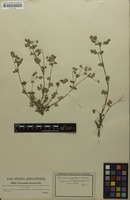 Type? of Potentilla brachyloba Borbás ex Zimmeter [family ROSACEAE]
