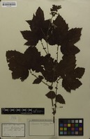 Isotype of Spiraea vestita Wall. ex G.Don [family ROSACEAE]