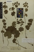 Filed as Alchemilla glomerulans Buser [family ROSACEAE]