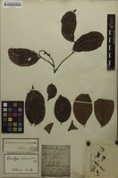Filed as Crudia glaberrima (Steud.) J.F.Macbr. [family FABACEAE]