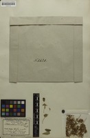 Holotype of Enterolobium timbouva var. canescens Benth. [family MIMOSACEAE]