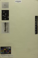 Original material of Isoetes luetzelburgii U.Weber [family ISOETACEAE]