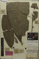 Holotype of Aphania macrophylla Radlk. [family SAPINDACEAE]