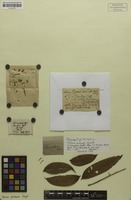 Isotype of Talisia pilosula Sagot [family SAPINDACEAE]
