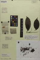 Isotype of Talisia multinervis Radlk. [family SAPINDACEAE]