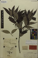 Lectotype of Guioa discolor Radlk. [family SAPINDACEAE]