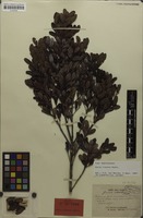 Lectotype of Guioa crenata Radlk. [family SAPINDACEAE]