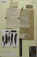 Isotype of Matayba talisioides Radlk. [family SAPINDACEAE]