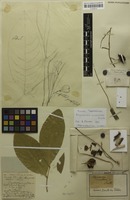 Isotype of Rhysotoechia ramiflora Radlk. [family SAPINDACEAE]