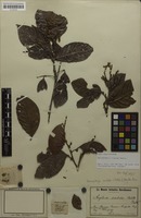 Isotype of Arytera sordida Radlk. [family SAPINDACEAE]
