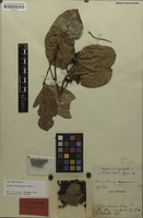 Isotype of Arytera brachyphylla Radlk. [family SAPINDACEAE]