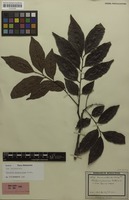 Isotype of Toechima plurinerve Radlk. [family SAPINDACEAE]