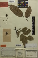 Isotype of Lepidopetalum subdichotomum Radlk. [family SAPINDACEAE]