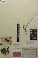 Isotype of Harpullia aeroginosa Radlk. [family SAPINDACEAE]