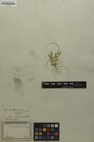 Filed as Oberonia disticha (Lam.) Schltr. [family ORCHIDACEAE]