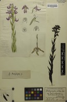 Filed as Brachycorythis pulchra Schltr. [family ORCHIDACEAE]