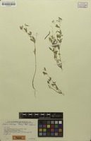 Isotype of Lotus laricus Rech.f., Aellen & Esfand. [family FABACEAE]