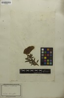 Filed as Ebenus cretica L. [family FABACEAE]