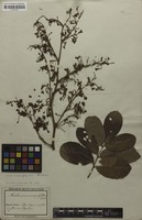 Filed as Machaerium macrophyllum Benth. [family FABACEAE]