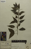 Syntype of Acalypha amblyodonta var. villosa Müll.Arg. [family EUPHORBIACEAE]