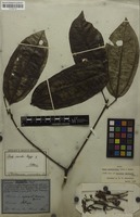 Holotype of Cocculus laevigatus Mart. [family MENISPERMACEAE]
