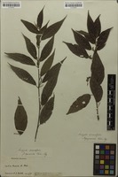 Filed as Acalypha diversifolia Jacq. [family EUPHORBIACEAE]