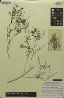 Isotype of Ptilotus symonii Benl [family AMARANTHACEAE]