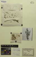Isotype of Alternanthera coriacea Herzog [family AMARANTHACEAE]