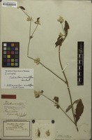 Syntype of Telanthera minutiflora Seub. [family AMARANTHACEAE]