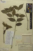 Isotype of Alternanthera scandens Herzog [family AMARANTHACEAE]