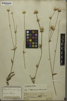 Original material of Gomphrena agrestis Mart. [family AMARANTHACEAE]