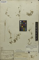 Holotype of Gomphrena macrorhiza Mart. [family AMARANTHACEAE]