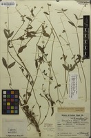 Syntype of Gomphrena elegans f. microcephala Suess. [family AMARANTHACEAE]