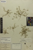 Isotype of Gomphrena pringlei J.M.Coult. & Fisher [family AMARANTHACEAE]