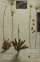 Type of Gomphrena scapigera Mart. [family AMARANTHACEAE]