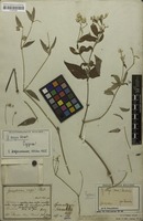 Syntype of Gomphrena vaga Mart. [family AMARANTHACEAE]